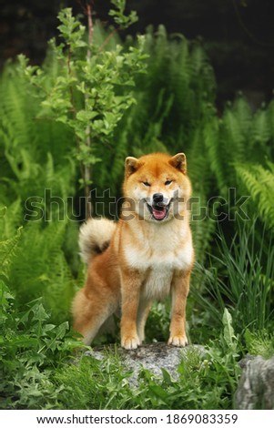 Portrait of beautiful and happy shiba inu dog standing in the forest. Gorgeous and prideful Red shiba inu young female in autumn. Green fern background