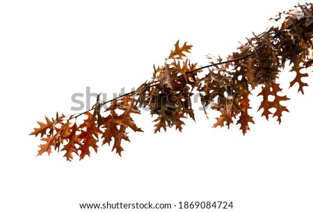 Autumn oak branch isolated on white background