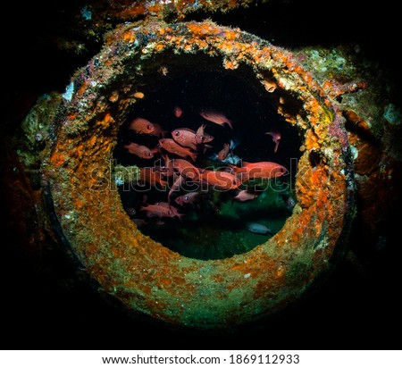 Underwater photography in Baja California Sur