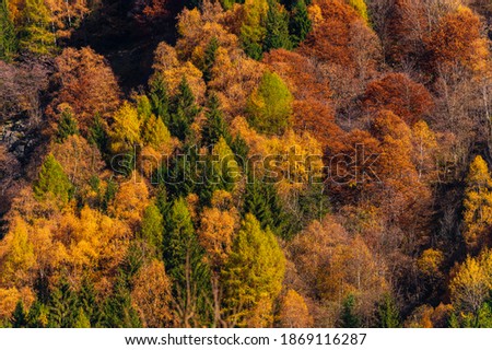 autumnal foliage shootings in Val Masino, Sondrio, Italy