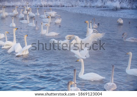 Wintering of white swans trumpeters in the morning fog on an ice-free lake in siberia
