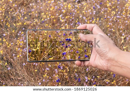 Hand holding a smartphone to take pictures of grass flowers.