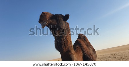 A picture of a dark camel in the desert and clear sky