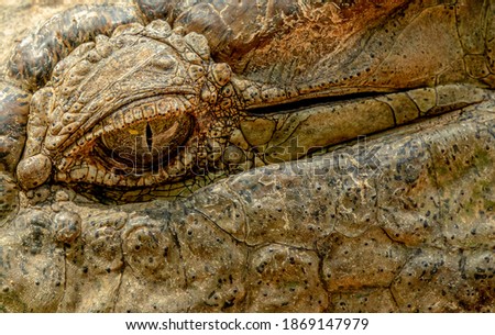 Close-up picture of a crocodileeye.