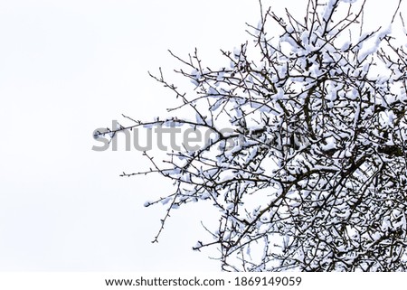 
bare tree branches with snow, winter drawing