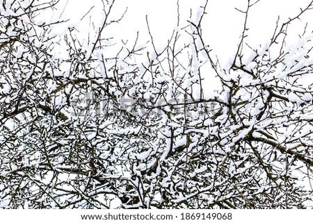
bare tree branches with snow, winter drawing