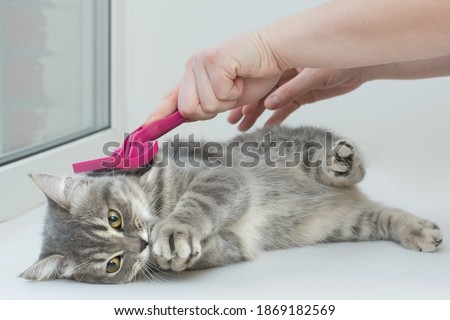a gray cat lies on the procedure of combing wool with a special brush. The kitten, with folded paws, as if praying, endures this procedure. Funny expression on the face. Horizontal photo. Royalty-Free Stock Photo #1869182569