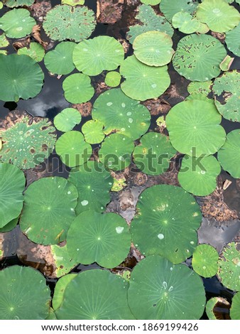 A natural pond full of lily leaves and flowers of wetland in national park of Thailand 