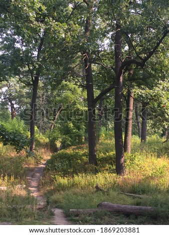 Forest Path in High Park,Toronto.