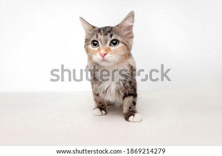 Scared beautiful multicolor kitten of Siberian cat posing isolated on white studio background. Concept of motion, action, pets love, animal grace. Looks happy, delighted, funny. Copyspace.