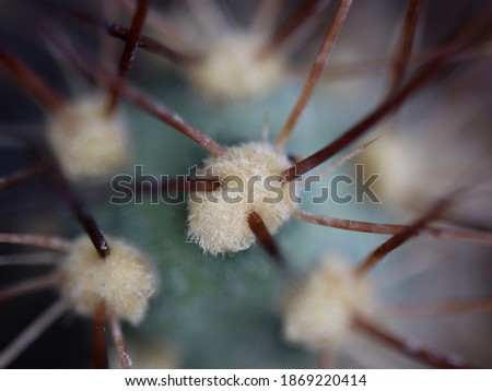 A close up of fluffy cactus glochids.