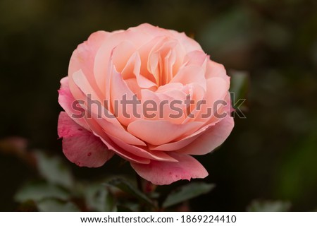 Photograph of a rose, on a cloudy autumn day, in the area of the Rosaleda of the Retiro park in the city of Madrid, Spain.