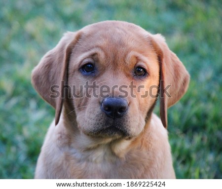 Closeup of isolated fox red Labrador retriever puppy sitting in the sunshine looking at camera with face in focus and shallow depth of field so green grass is blurry in the background Royalty-Free Stock Photo #1869225424