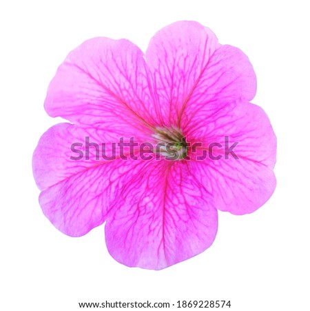 Beautiful pink petunia flower isolated on white background. Natural floral background. Floral design element Royalty-Free Stock Photo #1869228574