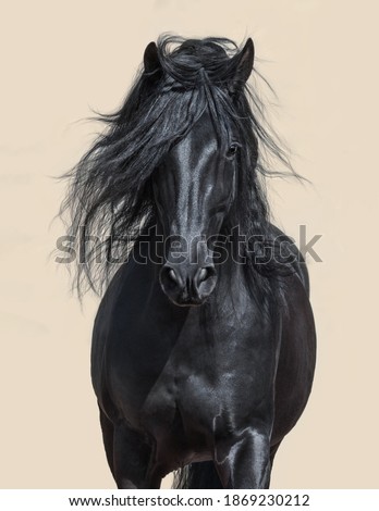 Portrait of black Andalusian Horse with long mane. Royalty-Free Stock Photo #1869230212