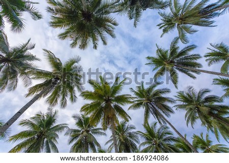 Coconut trees plantation, dynamic view from bottom