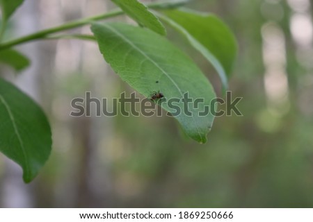 insects on a tree branch in the forest