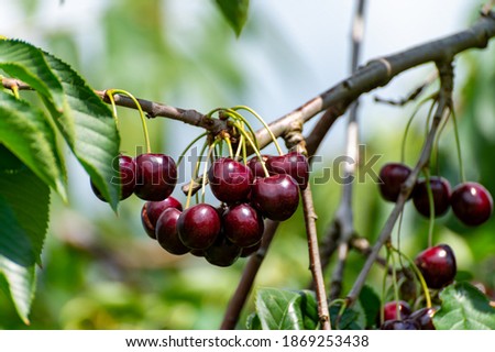 New harvest of big dark ripe sweet cherries on cherry trees plantation in Netherland Royalty-Free Stock Photo #1869253438