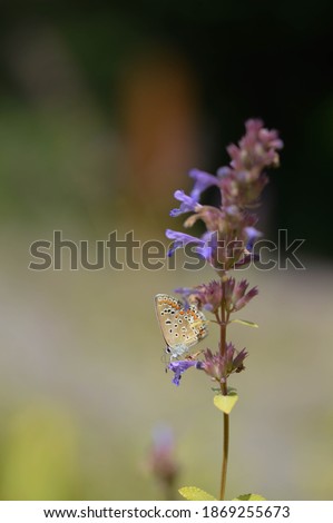 Polyommatus icarus, common blue butterfly, small butterfly blue and grey, with orange and black spots in nature on a purple wildflower close up