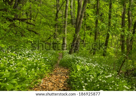 Beautiful path in the forest in spring and white flowers