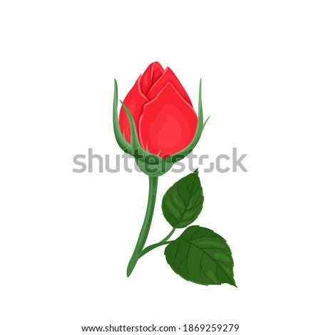Unopened red rose bud isolated on white background. Vector illustration of a beautiful flower and green leaves in cartoon flat style. Royalty-Free Stock Photo #1869259279