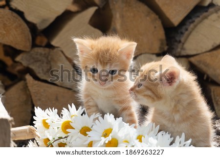 Two adorable little red kittens. Red kittens with daisies. Background image.