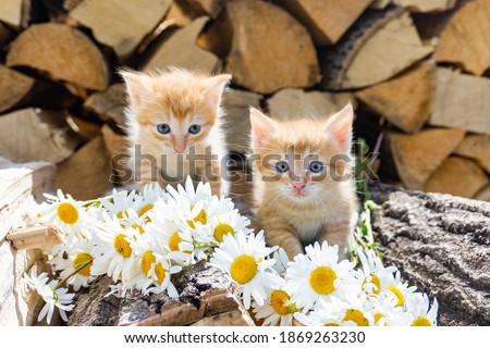 Two adorable little red kittens. Red kittens with daisies. Background image.