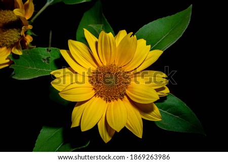 beautiful sunflower blossom blooming  and  
ิblack background