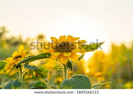 Sunny beautiful picture of sunflower