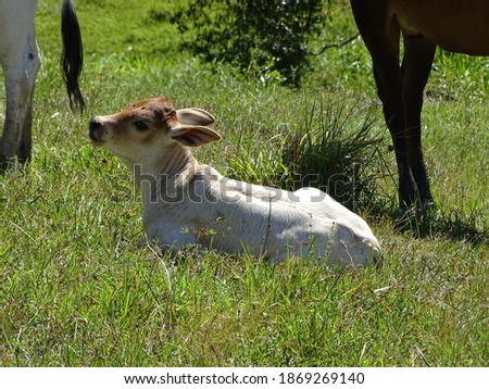 A small crossbred calf lying in the green pasture