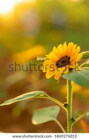 Sunny beautiful picture of sunflower
