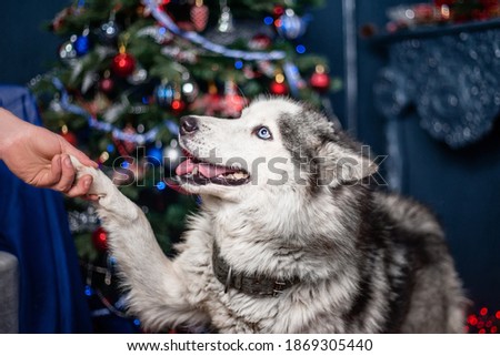 Husky gives a paw to a person against the background of a Christmas tree.