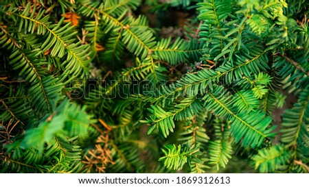 Spanish fir tree branches background. Branch close up of pine tree. Fluffy Abies pinsapo in winter holidays mood. Creative layout made of Christmas. Xmas nature wallpaper concept. Andalusia, Spain.