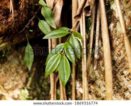 
green leaves sprouting from the dry wood