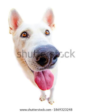 funny dog on isolated white background