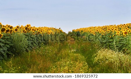 abandoned countryside dirt road with weeds between fields of sunflower blossom, blue clear summer sky, peaceful and quiet harvest time, farming field texture surface header