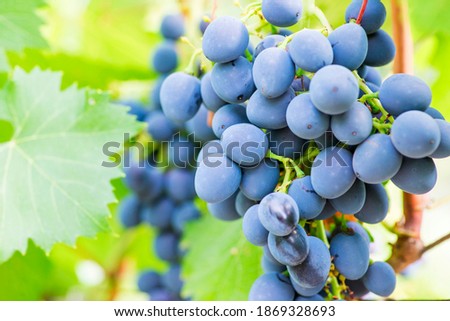 Blue grapes in a vineyard. Bunch of grapes on a vine. Grape harvest.