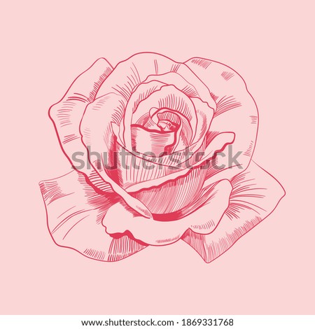Rose flower vintage, style, logo, engraving retro floral set