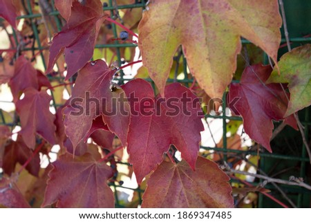 edera leaves turning red in autumn season