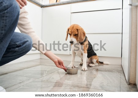 You can eat. Spotted beagle dog awaiting command from young lady to eating while spending time at the light modern kitchen. Stock photo