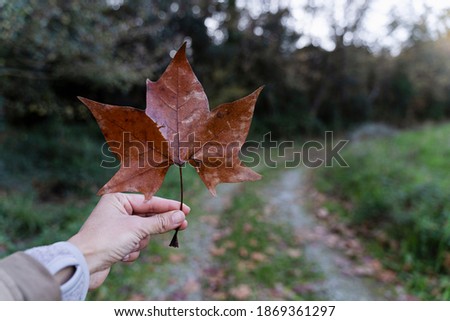 hand holding a leaf - fall
