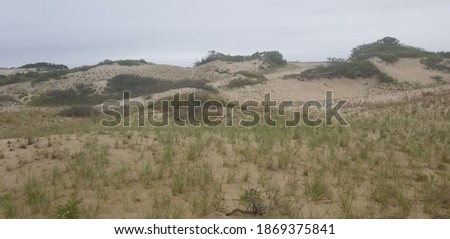 Grassy Dunes at Cape Cod Massachusetts on a chilly overcast June morning