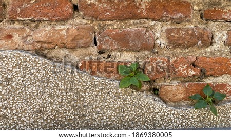 young tree growing on the brick wall. Close up texture for free background. Copy space for add text massage creative graphic design or advertisement love or retro concept.