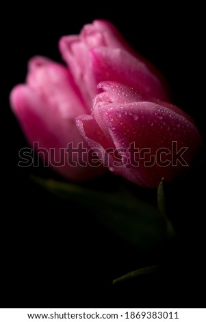 An high resolution photo of a group of trhee tulips over a black background