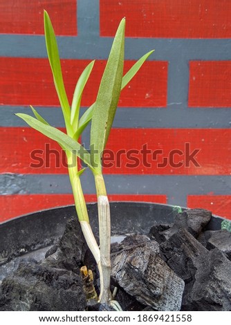 The plants are planted on charcoal against a background of stripes of red and gray