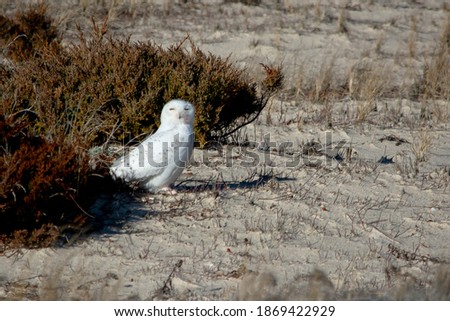 A picture of a Snowy Owl on a beach behind a crimson bush,