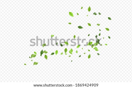 Mint Leaves Motion Vector Transparent Background Illustration. Blur Greenery Design. Forest Foliage Abstract Plant. Leaf Tea Template.