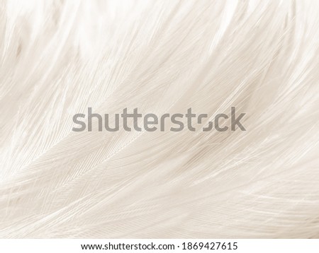 Beautiful abstract gray feathers on white background and soft white feather texture on white pattern and brown background, white texture wallpaper, love theme, valentines day