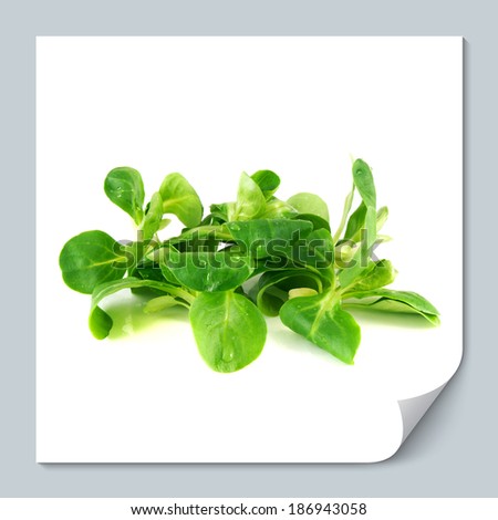 Valerianella locusta, corn salad, lamb's lettuce isolated on white background (water drops)