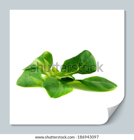 Valerianella locusta, corn salad, lamb's lettuce isolated on white background